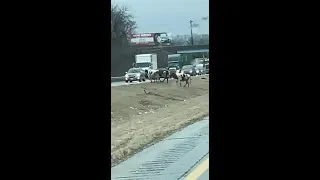 Thumbnail: Cows on I-81!