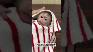 Thumbnail: Rescue baby  poor monkey, and then..