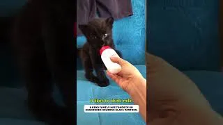Thumbnail: Rescue baby panther, and then…#animals #rescue #lovestory