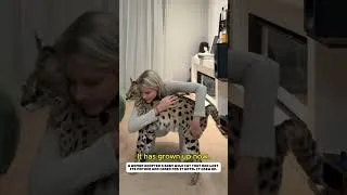 Thumbnail: little wild cat lost its mother #serval #animals #rescue #lovestory