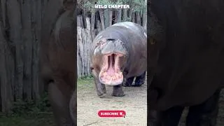 Thumbnail: Hippos 🦛 amazing facts #hippo #facts