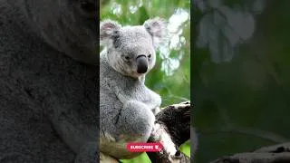 Thumbnail: Koala 🐨 amazing facts #koala #facts