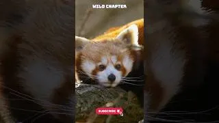 Thumbnail: Red Panda 🐼 amazing facts #redpanda #animals