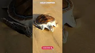 Thumbnail: Sea Turtles 🐢 amazing facts #seaturtles #sea #facts