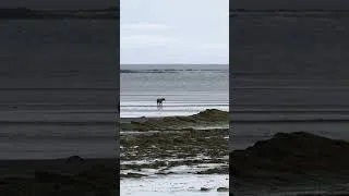 Thumbnail: Wolves vs Bears? Not What You Think! #wildlife
