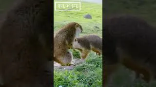Thumbnail: Father marmot takes on a new challenge for his family #shorts