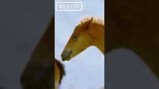 Thumbnail: Foals' favorite game: tag! 🐎 #shorts