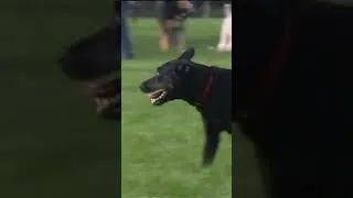 Thumbnail: Doggy Paradise: Where Pups Climb Trees and Rule the Yard!