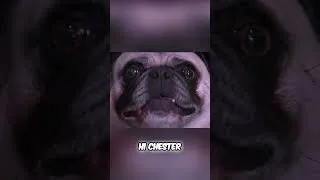 Thumbnail: Doggy Kennel Nightmare: Fleas, Allergic Grandmas & Sleepover Chaos!