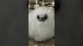 Thumbnail: Meet the Fluffy Red-Tailed Tropicbird Chick (Part 1)
