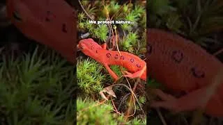 Thumbnail: Earth Day 2025: Why Our Planet Still Needs Us (Part 1) #wildlifeconservation#wildliferescue#wildlife