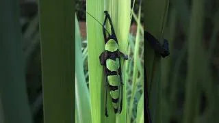 Thumbnail: A strange and beautiful insect