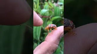 Thumbnail: Beautiful beetle part 1