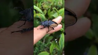Thumbnail: Beautiful beetles #beautiful #beetles