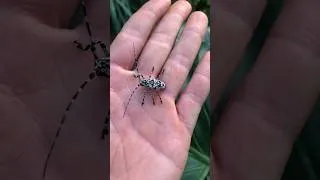 Thumbnail: Beautiful beetles #beautiful #beetles #insects