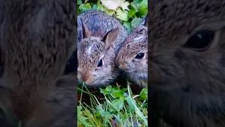 Thumbnail: Dolly Parton tribute with baby Peanut🎵 5.12.2022 #cute #cottontail #WildBunny #lyrics #DollyParton