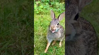 Thumbnail: Peaches devours peach 1 year ago today🍑 8.22.2025. #ASMR #BabyBunny #cottontail #WildBunny #rabbit