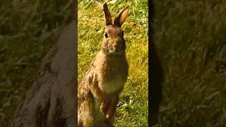 Thumbnail: Lizzard and "The Lizards" 🎵 Spring 2020 #WildBunny #Phish #lyrics #fun #cute #cottontail