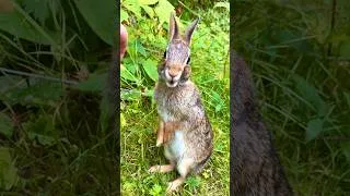 Thumbnail: Peaches from 1 year ago today🍑 8.13.2025. #ASMR #cute #BabyBunny #cottontail #WildBunny #rabbit