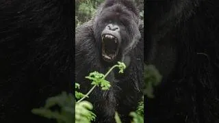Thumbnail: What Happens When a Gorilla Uses Its Full Strength? #gorilla #power #wildanimals
