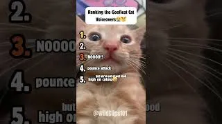 Thumbnail: Ranking The Funniest Cat Voiceovers😭😼