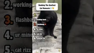 Thumbnail: Ranking the Goofiest Cat Moments 😺😭 #cat #funny #shorts
