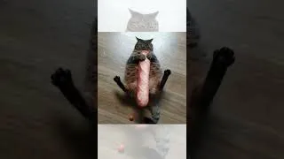 Thumbnail: cats with no braincells🙀✨