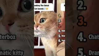 Thumbnail: Ranking the Cutest Cat Sounds😺🎶