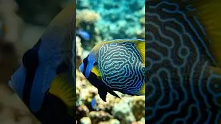 Thumbnail: Nature’s most confusing underwater glow-up.