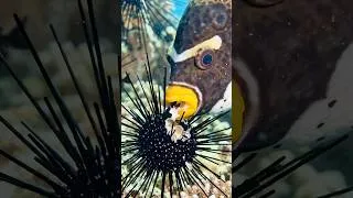 Thumbnail: The Ocean’s Most Stylish Tank #animals #nature