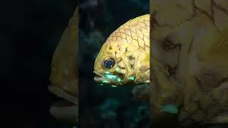 Thumbnail: The Fish That Glows in Armor #nature #natureeducation