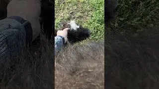 Thumbnail: Shy Baby Yak Learns to Love Head Scratches #cuteanimals #funnyanimals #smallfarm