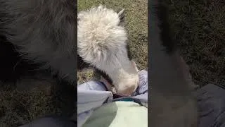 Thumbnail: Shy Yak Learns to Love Scratches #farmanimals #cuteanimals  #smallfarm