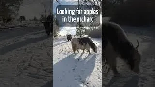 Thumbnail: Walking with Our Yaks in the Snow #smallfarm #funnyanimals #cuteanimals