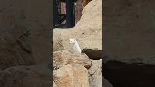 Thumbnail: Hide and Seek with a Weasel in a Rock Pile #funnyanimals #cute #wildlife