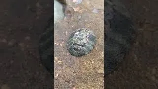 Thumbnail: seafood, chiton, sea creature