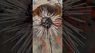 Thumbnail: live sea urchin, Spiny  #Shorts