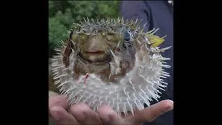 Thumbnail: Puffer Fish, Fugu Fish, Blow Fish, Ball Fish #Short