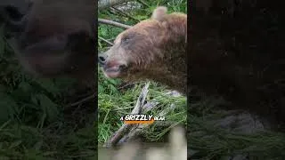 Thumbnail: What To Do If A Bear Is Outside Your Tent? #camping #campingtips #bearsafety