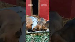 Thumbnail: so adorable puppies 🐶 #dog #wildernesstv