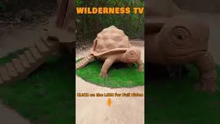Thumbnail: Turtle 🐢 Dog house 🏠 #cute #animals #dog