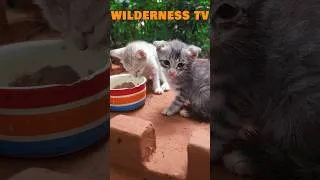Thumbnail: You Won’t Believe What I Built for Kitten! 😱🐶 #animallover #cute #kitten