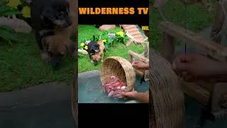 Thumbnail: You Won’t Believe What I Built for Puppies! 😱🐶 #animallover #cute #giantanimal