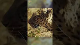 Thumbnail: Leopard Ambush: The Hunt Ends Before Prey Reacts