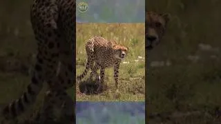 Thumbnail: Cheetah Hunt: The Turn That Changed Everything