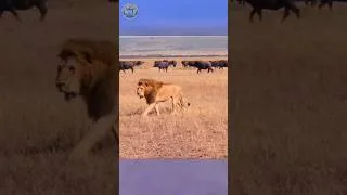 Thumbnail: The Instant Buffaloes Turn On Lions! 🐃🔥
