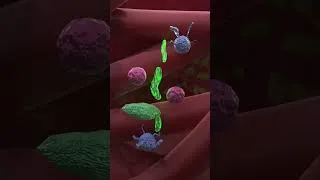 Thumbnail: How Mosquitoes Use Six Needles to Drink Your Blood