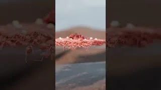 Thumbnail: How Ants Build Rafts to Survive Floods!