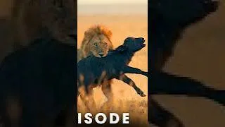 Thumbnail: Savannah's Deadliest FULL EPISODE | Incredible 4K Nature Scenes | Wildlife Documentary