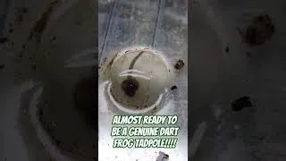 Thumbnail: 🐸 Dendrobates Tinctorius Patricia Dart frog tadpole